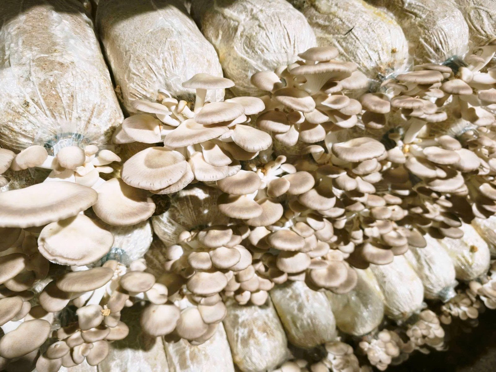 Nấm Bào ngư