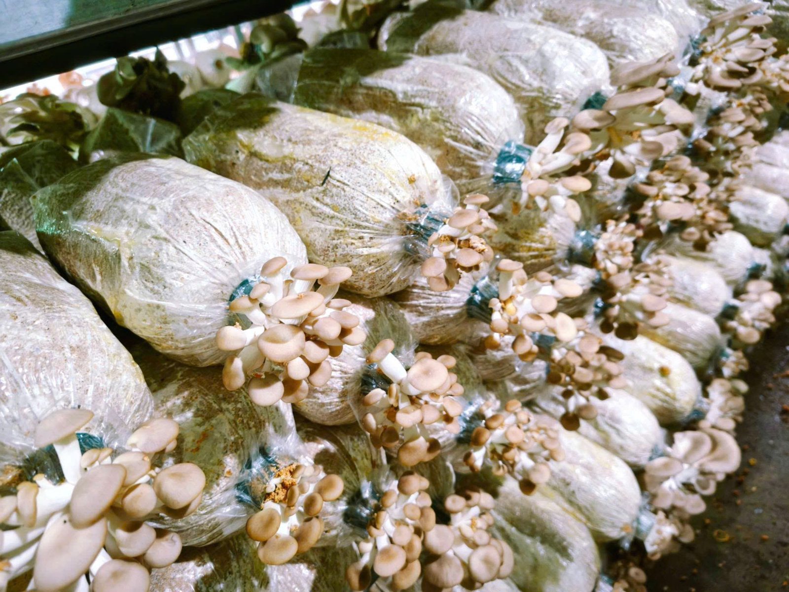 Nấm Bào ngư