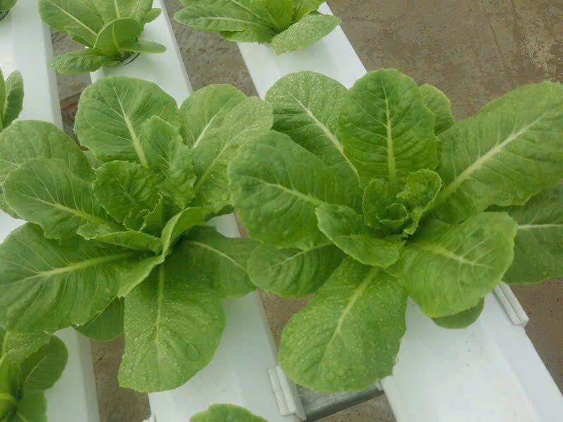 Rau Batavia xanh thủy canh