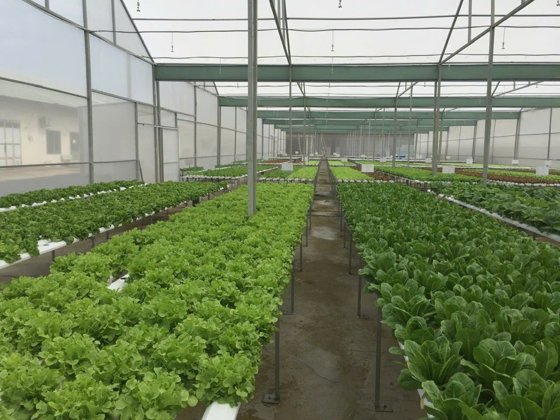 Rau Batavia xanh thủy canh — ảnh 2