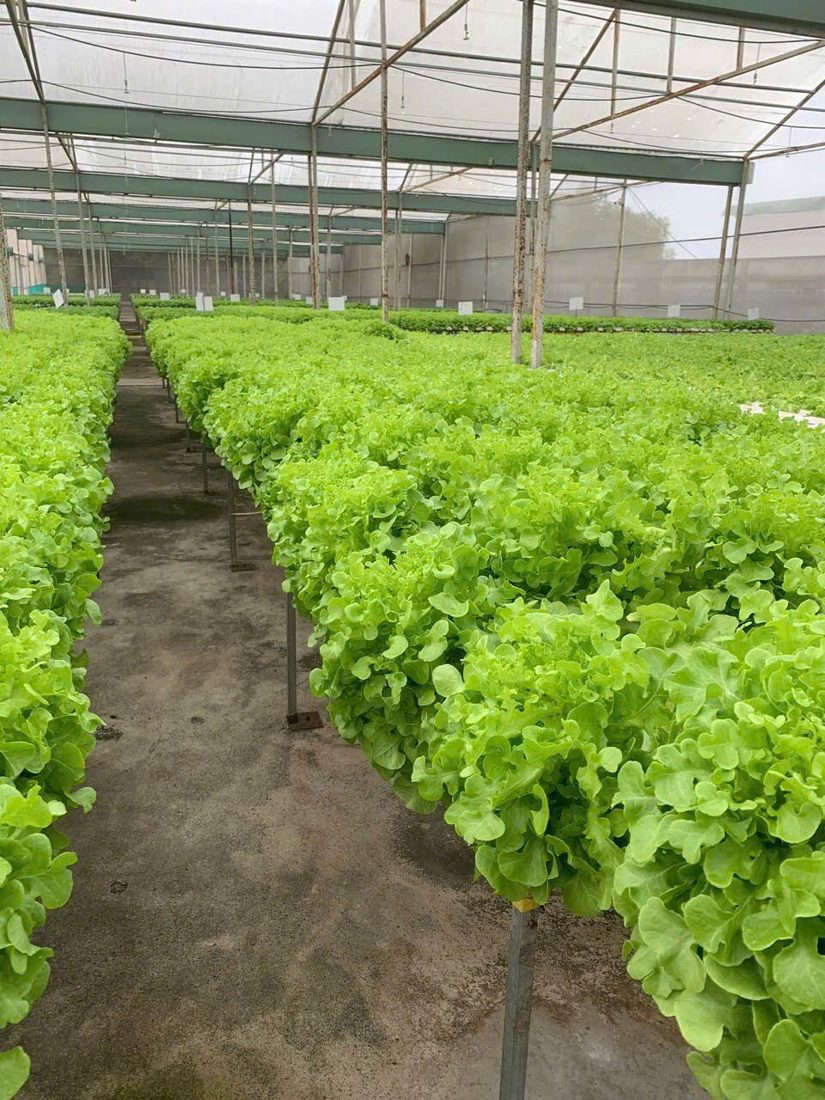 Xà lách thủy canh — ảnh 3