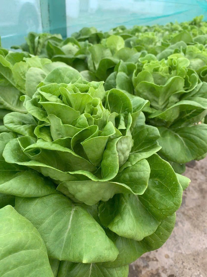 Xà lách thủy canh