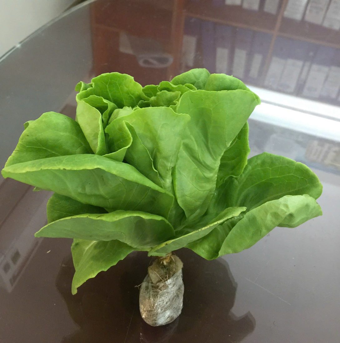 Xà lách thủy canh